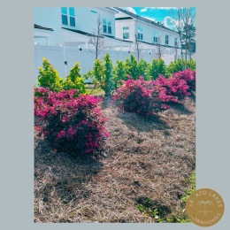 Blooming flowers!🌺 🌸We are blossoming over here at Legato Lakes. Spring reminds us growth and new beginnings. Start your new beginning here with us! 

What is your favorite thing about spring?